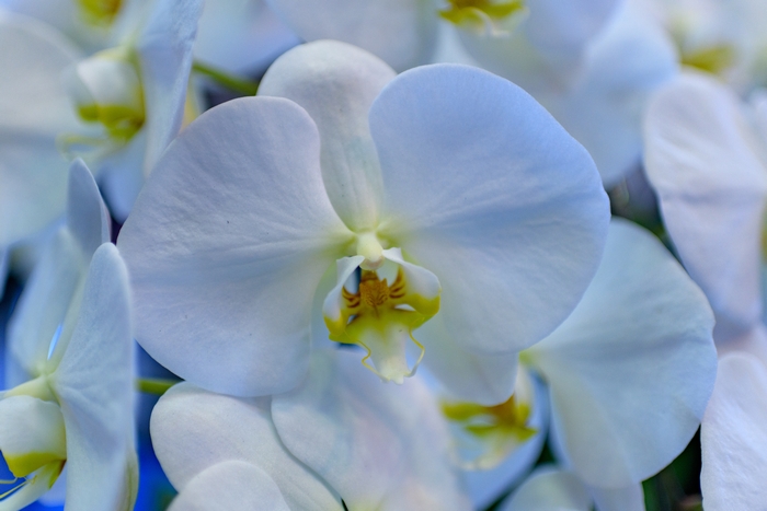 希少 青い胡蝶蘭とブルーエレガンス 2つの違いと贈るときの注意点 アロンアロン