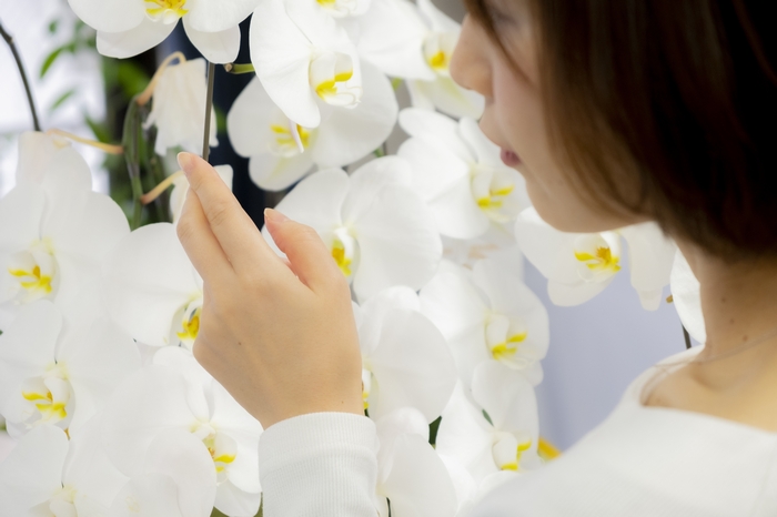 胡蝶蘭の日持ちを気にする女性