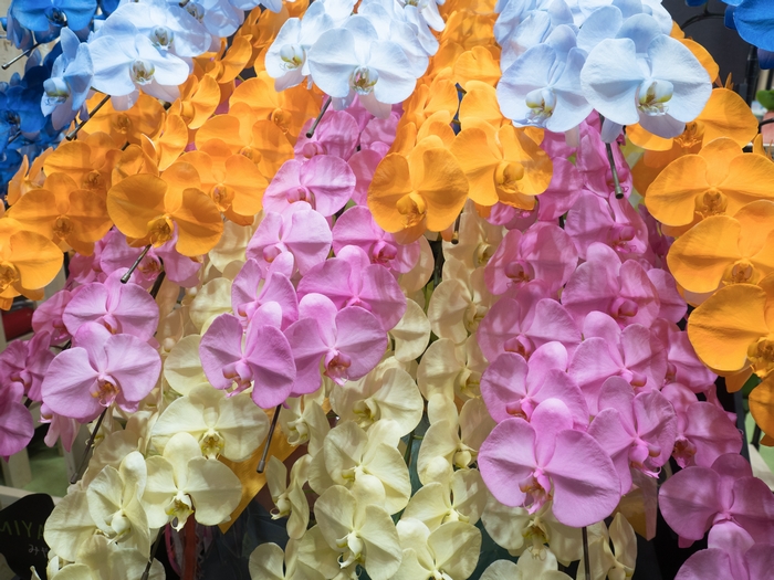 色と意味の異なる胡蝶蘭