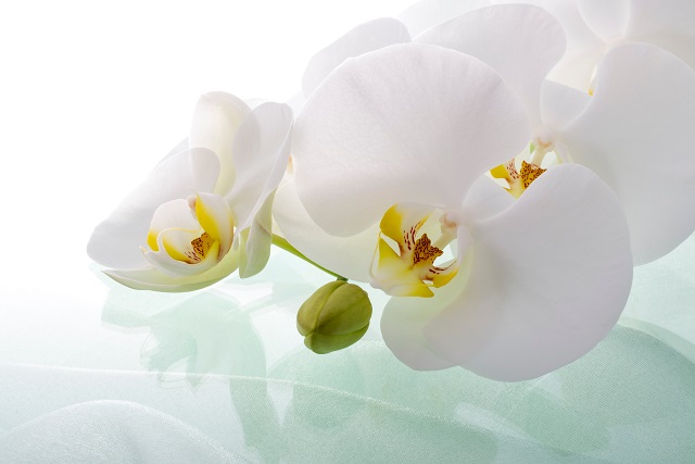 胡蝶蘭の切り花　水替えイメージ