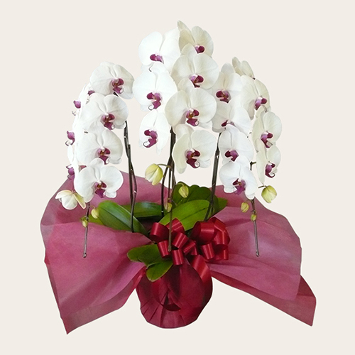 胡蝶蘭（ｽﾀﾝﾀﾞｰﾄﾞﾀｲﾌﾟ）3本立 赤リップ