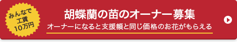 胡蝶蘭の苗のオーナー募集