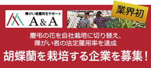 胡蝶蘭を栽培する企業を募集！