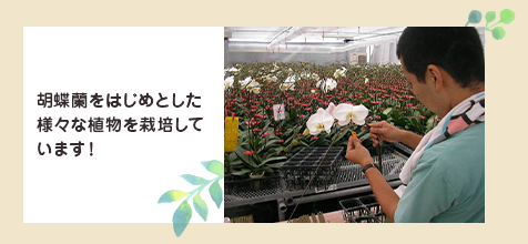 胡蝶蘭をはじめとした様々な植物を栽培しています