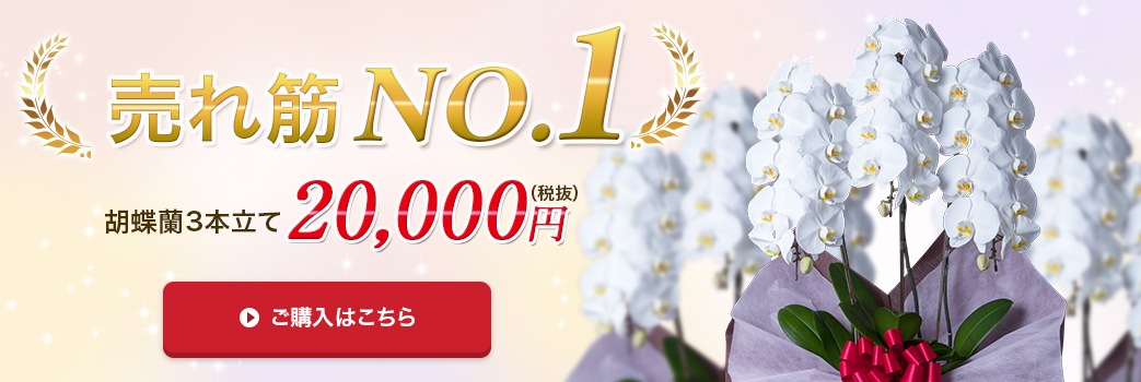 売れ筋No.1