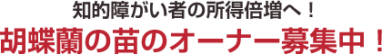 知的障がい者の所得倍増へ！ 胡蝶蘭の苗のオーナー募集中！