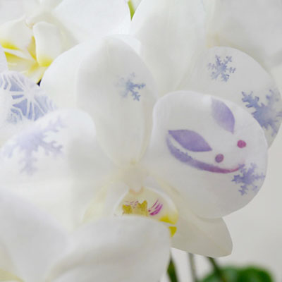 その他蘭 オンシジューム5本立｜その他蘭 | 【AlonAlon】